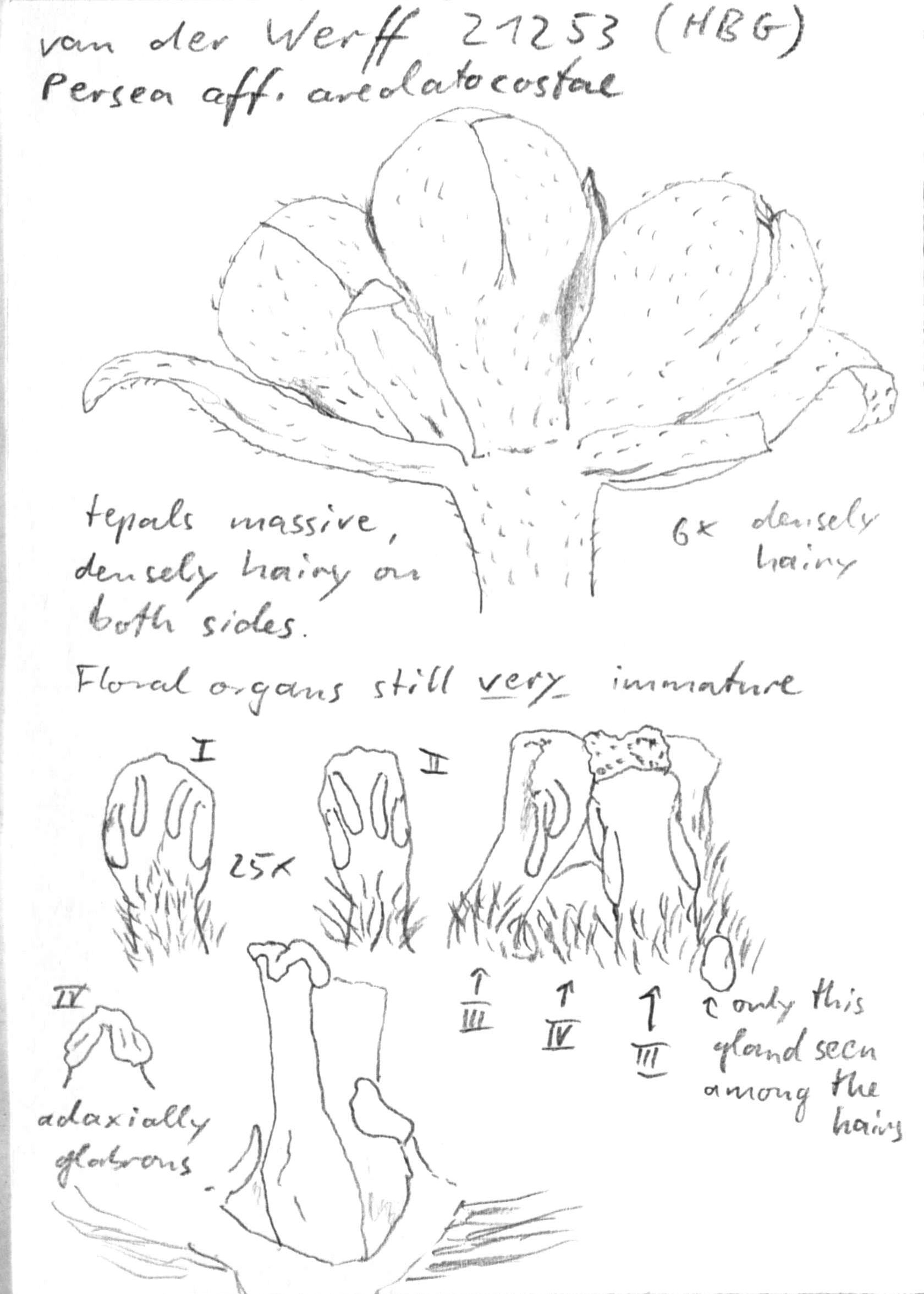 Vorschaubild Persea aff. areolatocostae (C.K. Allen) van der Werff